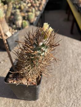 Turbinicarpus flaviflorus